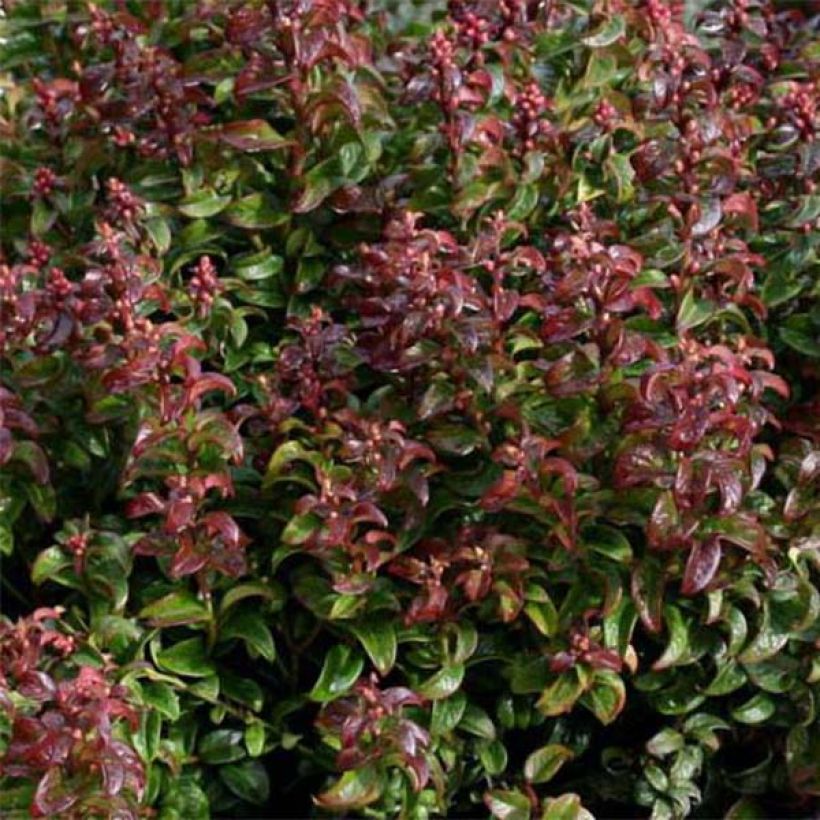 Leucothoe axillaris Twisting Red (Follaje)