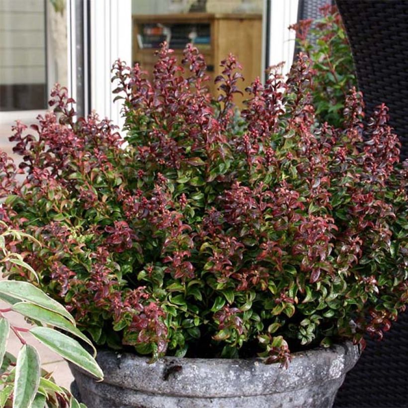 Leucothoe axillaris Twisting Red (Porte)