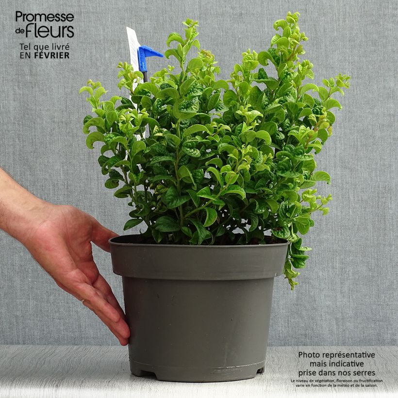 Ejemplar de Leucothoe axillaris Curly Gold Pot de2L/3L entregado en otoño