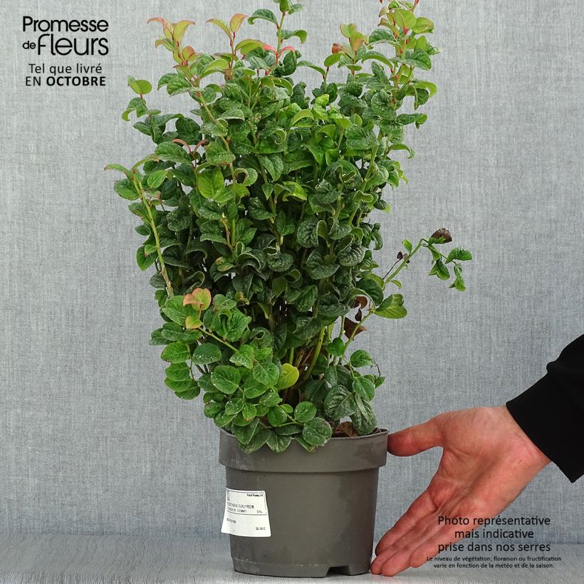 Ejemplar de Leucothoe axillaris Curly Red en pot de 2L/3L entregado en otoño