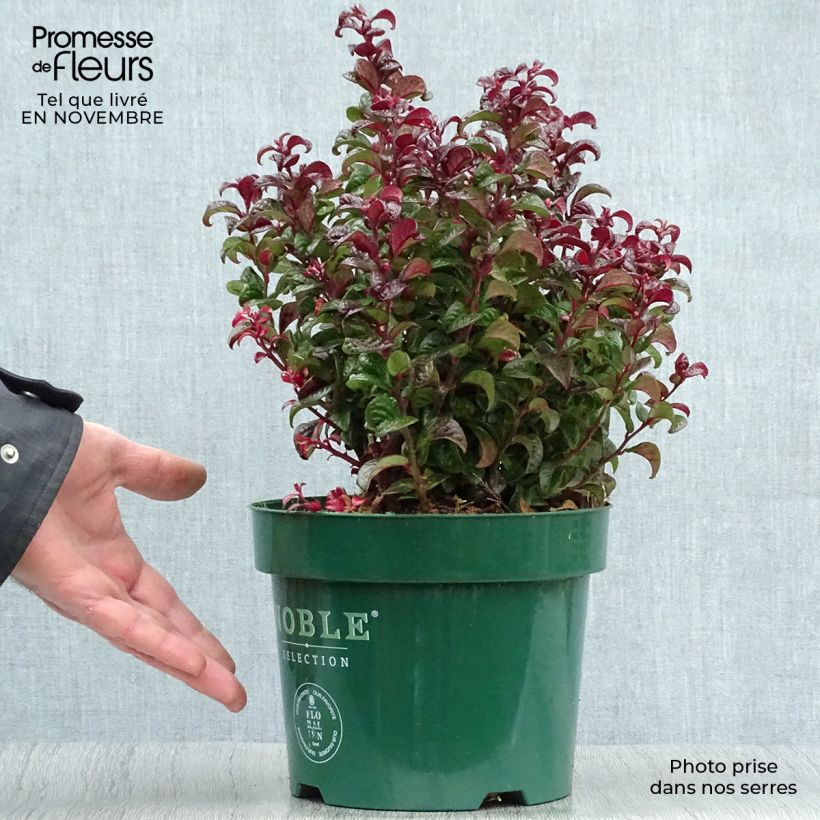 Ejemplar de Leucothoe axillaris Twisting Red Pot de 3L/4L entregado en otoño