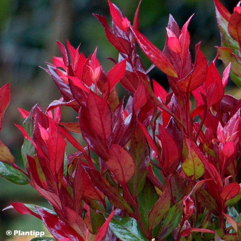 Leucothoe fontanesiana Little Flames (Follaje)