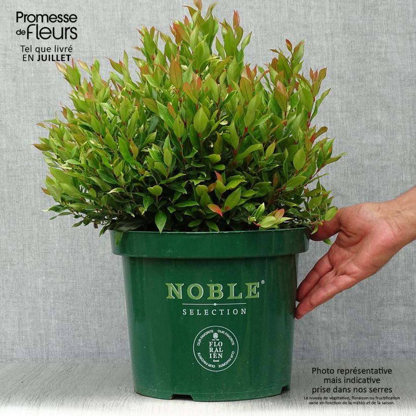 Ejemplar de Leucothoe fontanesiana Little Flames en pot de 7,5l/10l entregado en verano