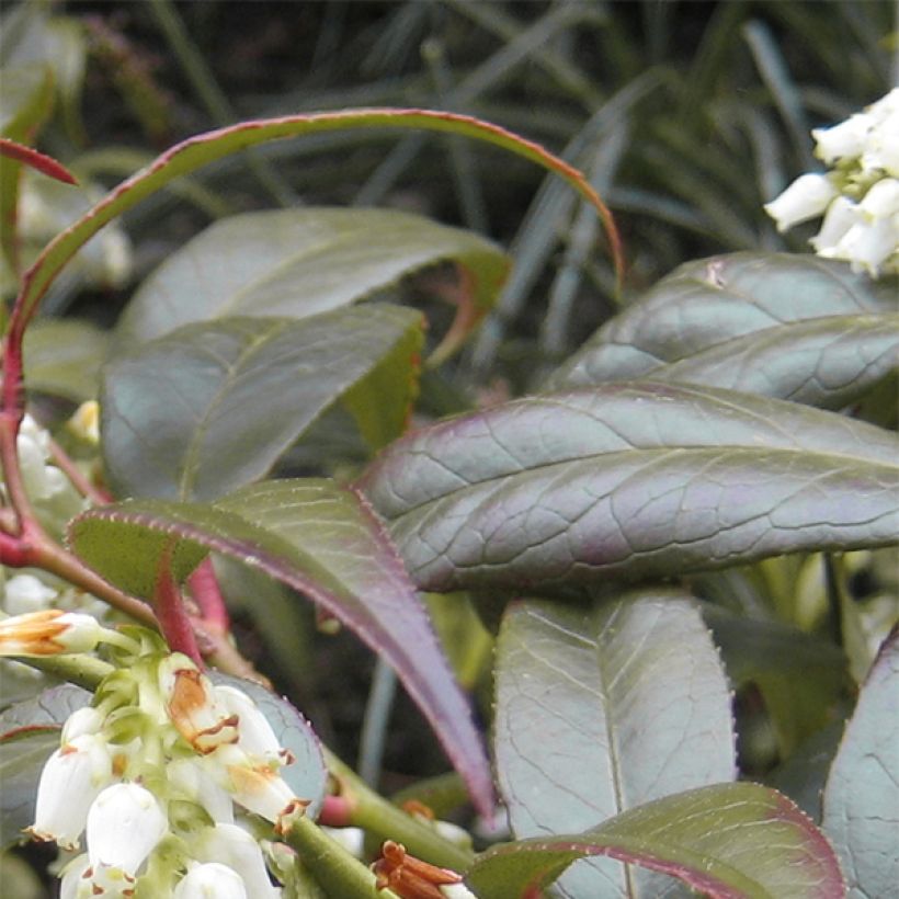 Leucothoe fontanesiana Scarletta (Follaje)