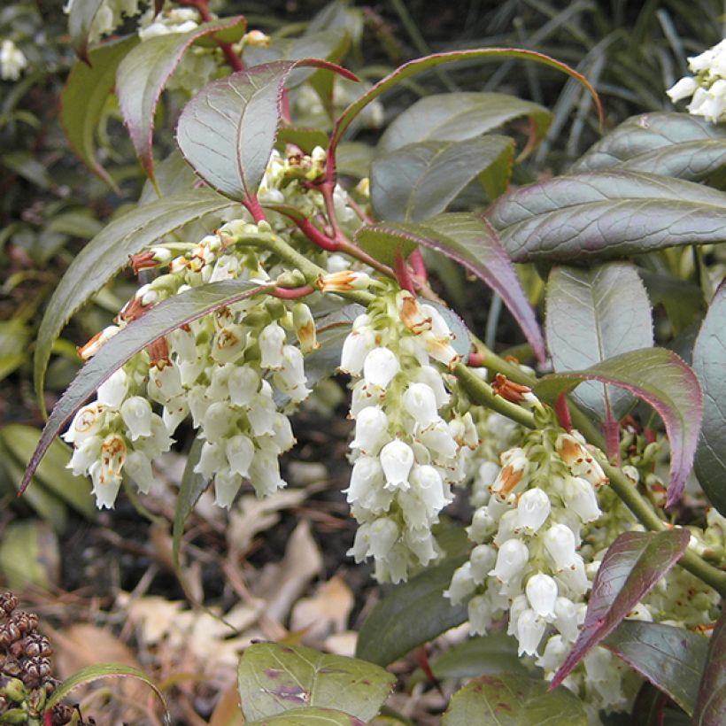 Leucothoe fontanesiana Scarletta (Floración)