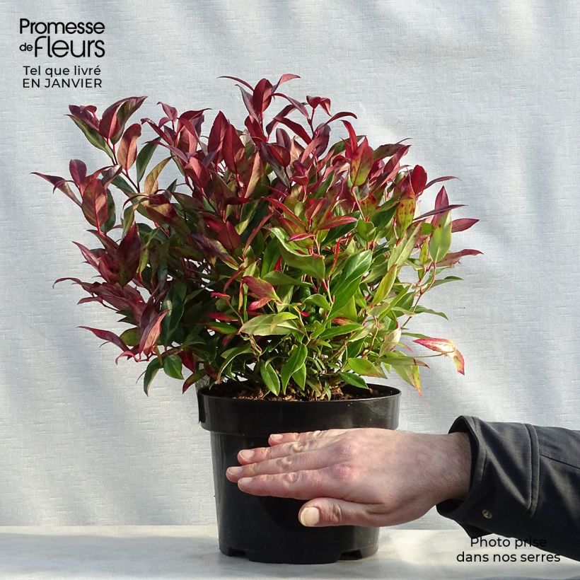 Leucothoe fontanesiana Scarletta en pot de 3L Ejemplar entregado en invierno