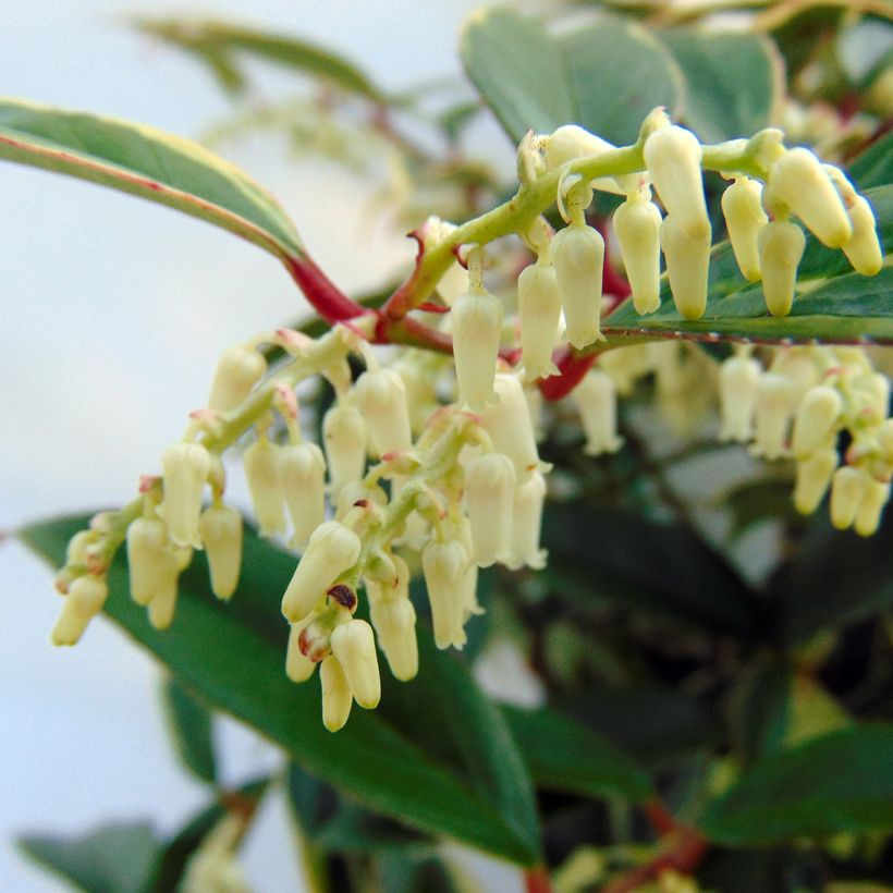 Leucothoe fontanesiana Whitewater (Floración)