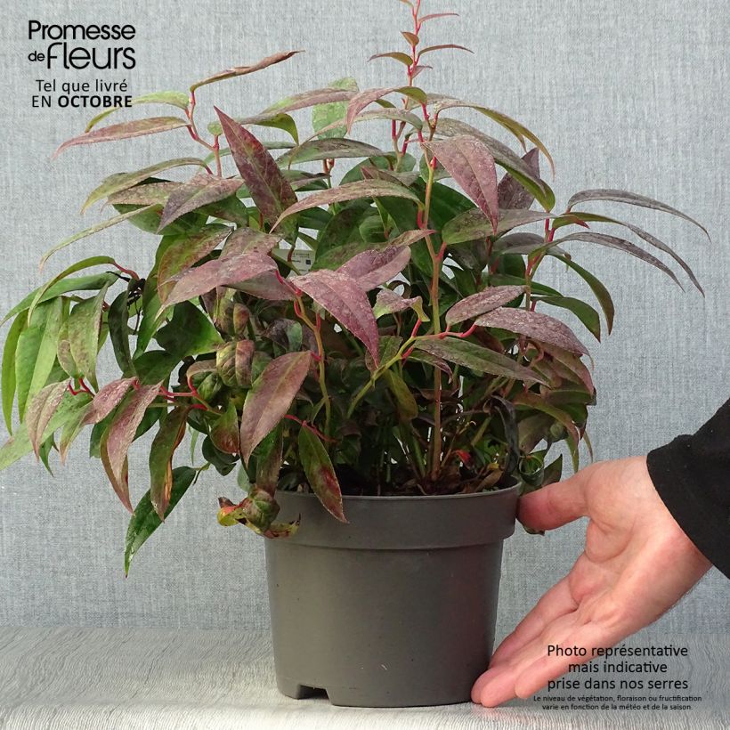 Ejemplar de Leucothoe fontanesiana Zebonard - Leucothoe walteri Zebonard Pot de 2L/3L entregado en otoño