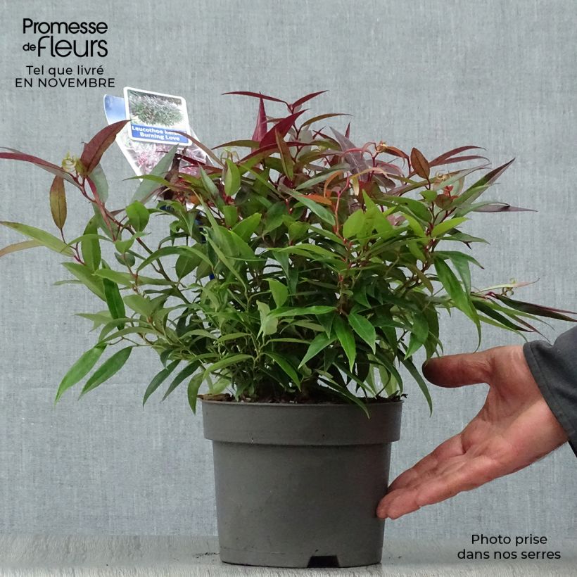 Ejemplar de Leucothoe keiskei Burning Love Pot de 2L/3L entregado en otoño