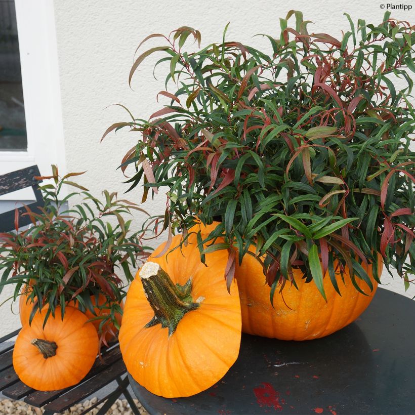 Leucothoe keiskei Halloween (Porte)