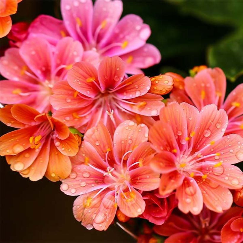 Lewisia cotyledon Mix (Floración)