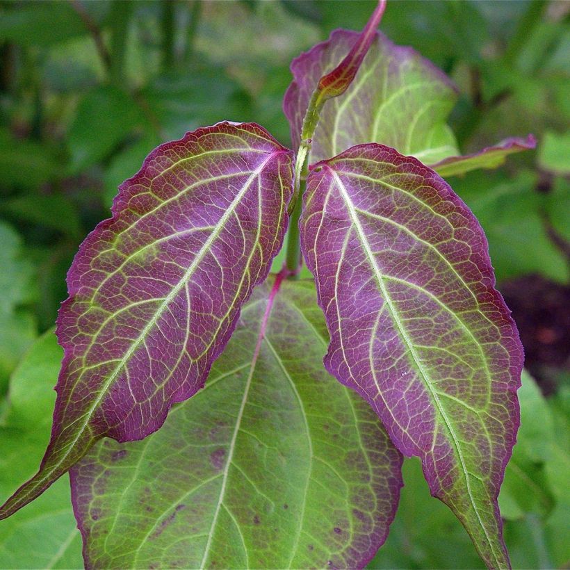 Leycesteria formosa - Madreselva del Himalaya (Follaje)