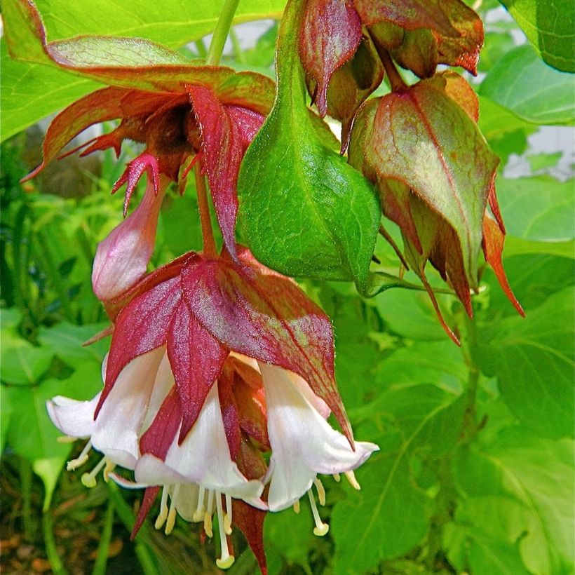 Leycesteria formosa - Madreselva del Himalaya (Floración)