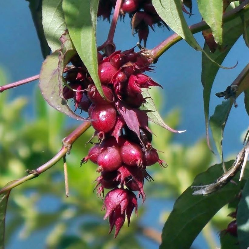 Leycesteria formosa - Madreselva del Himalaya (Cosecha)