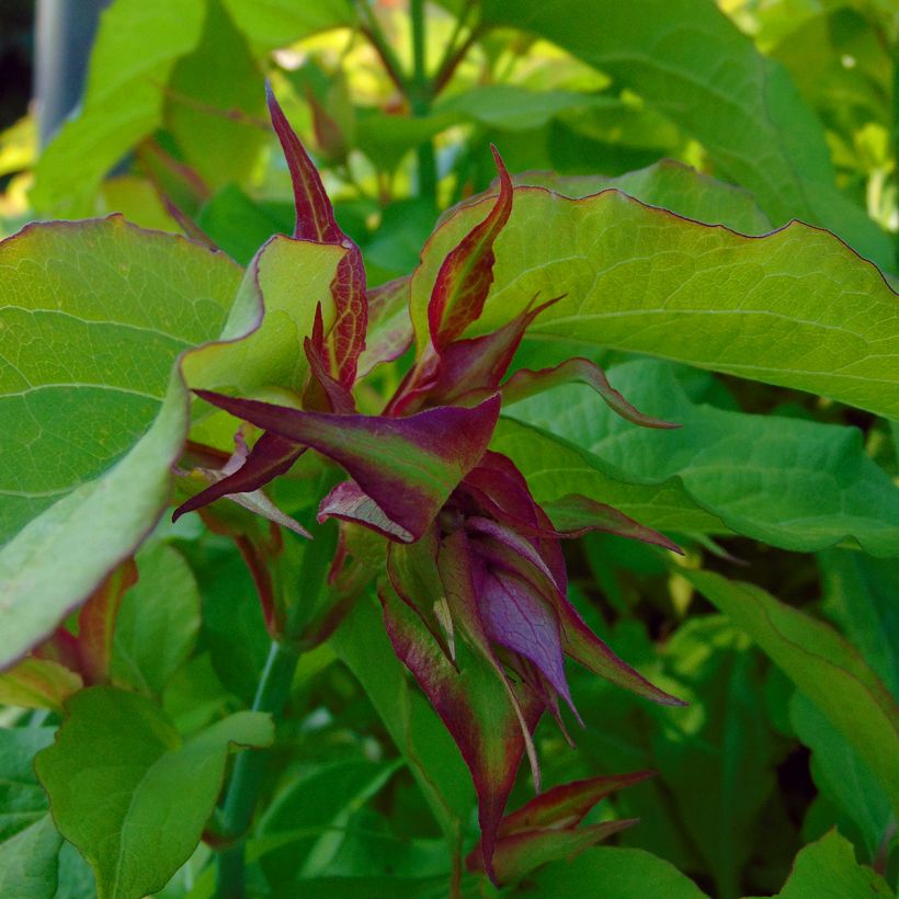 Leycesteria formosa Golden Lanterns - Madreselva del Himalaya (Floración)