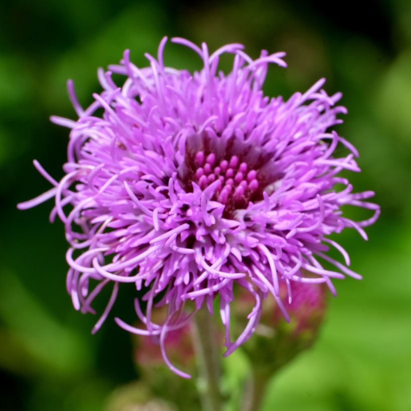 Liatris ligulistylis - Liatride (Floración)