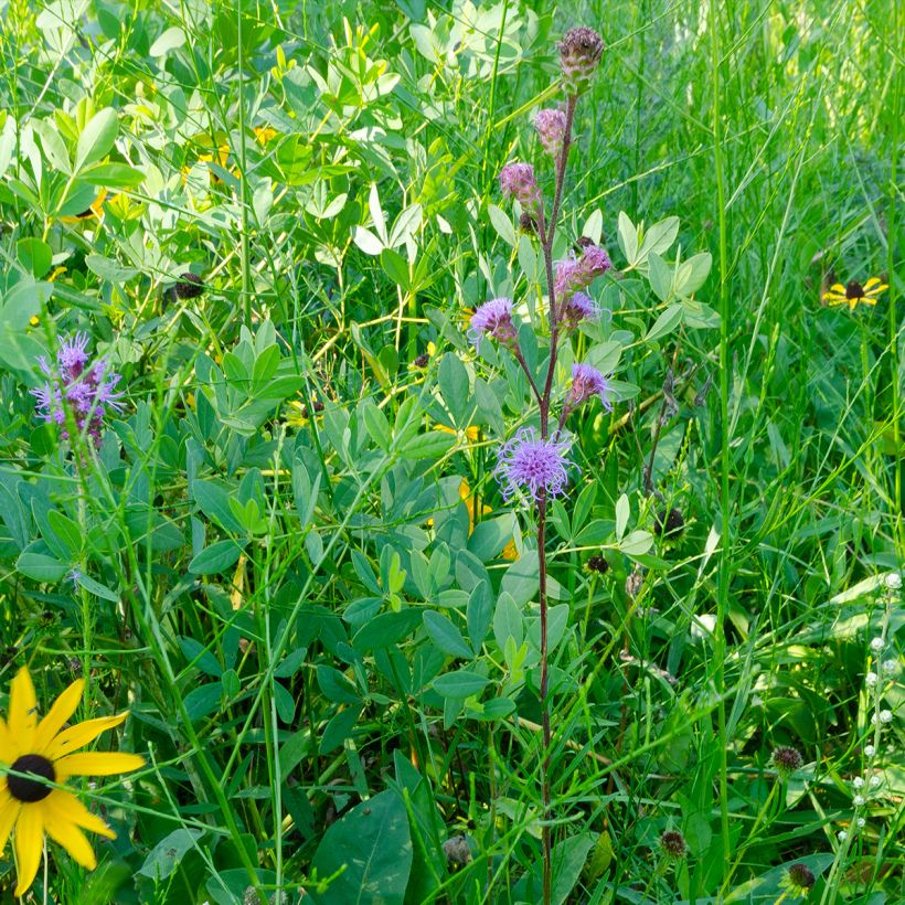 Liatris ligulistylis - Liatride (Porte)