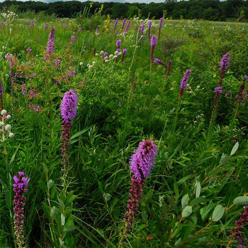 Liatris pycnostachya - Liatride (Floración)