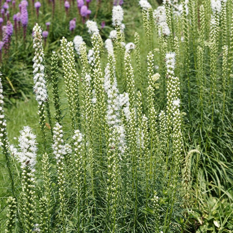 Liatris spicata Floristan White - Densa estrella ardiente (Porte)