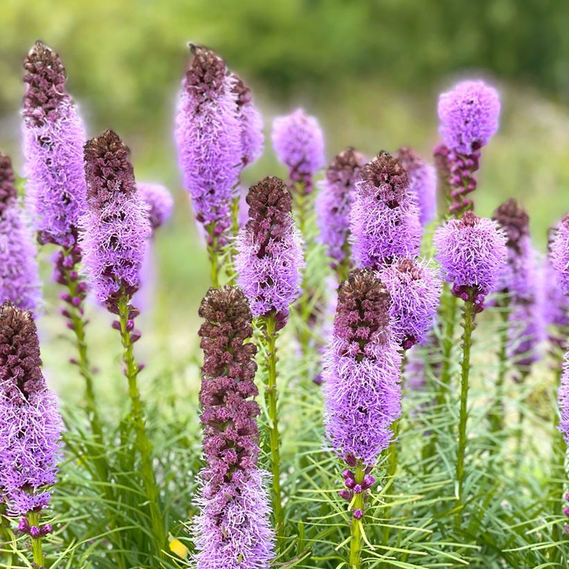 Liatris spicata - Densa estrella ardiente (Floración)