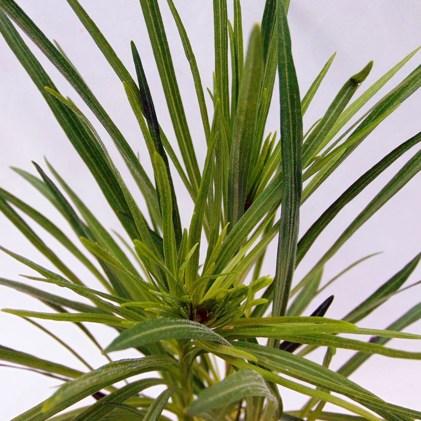 Liatris spicata - Densa estrella ardiente (Follaje)