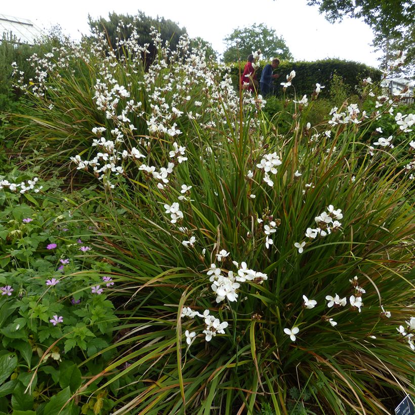 Libertia formosa (Porte)