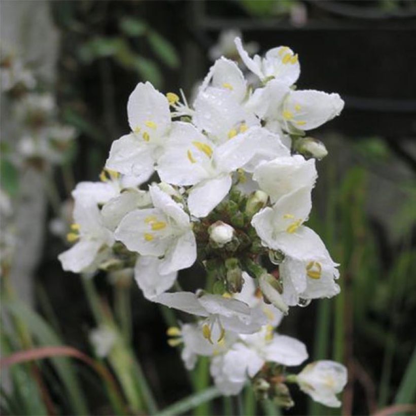 Libertia grandiflora (Floración)