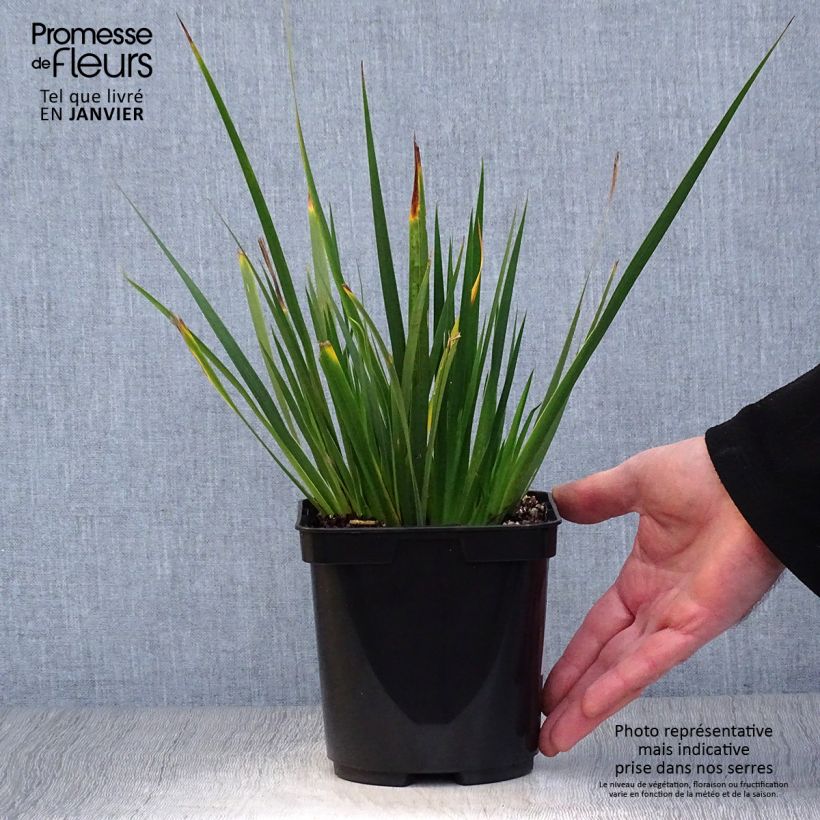 Libertia grandiflora - Pot de 2L/3L Ejemplar entregado en invierno