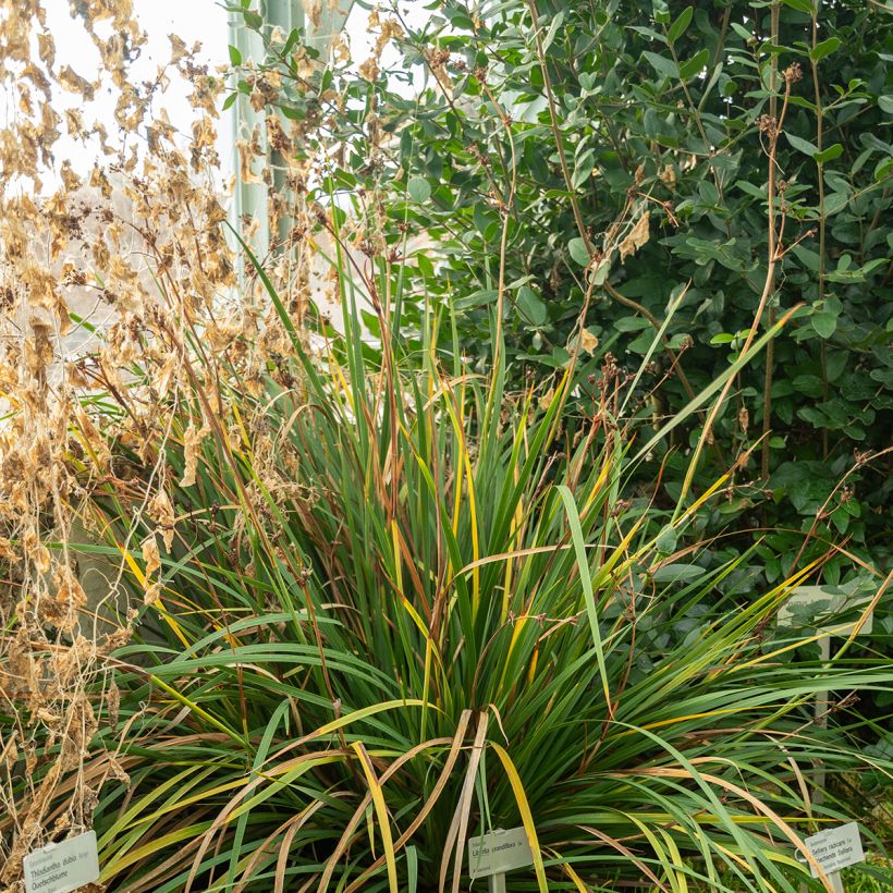 Libertia grandiflora (Porte)