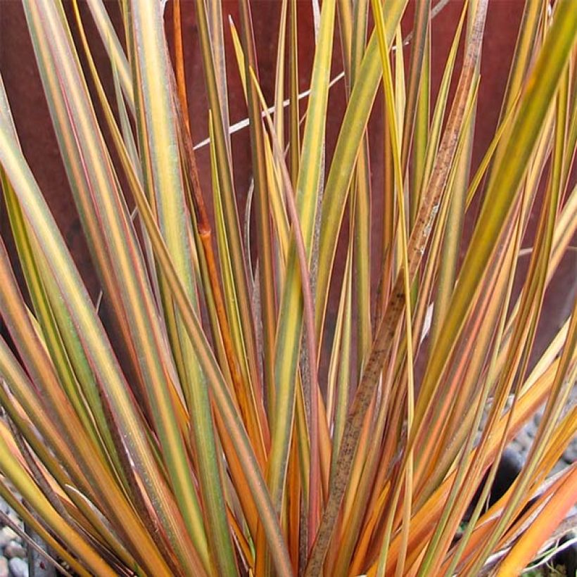 Libertia ixioides Taupo Blaze (Follaje)