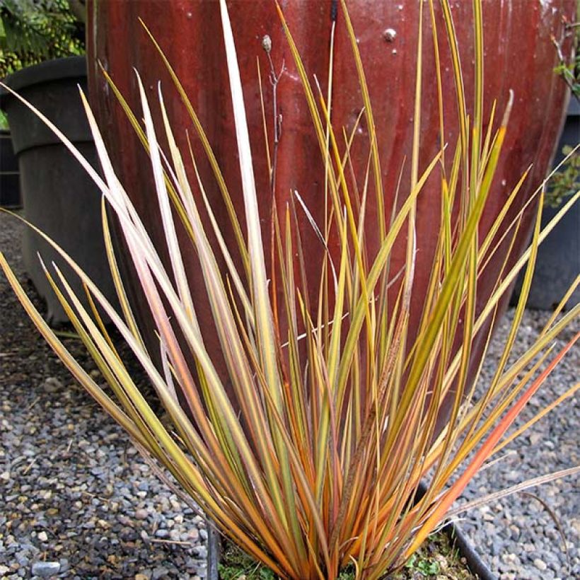 Libertia ixioides Taupo Blaze (Porte)