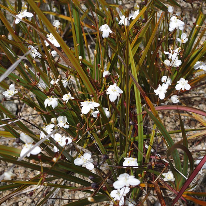 Libertia peregrinans (Floración)