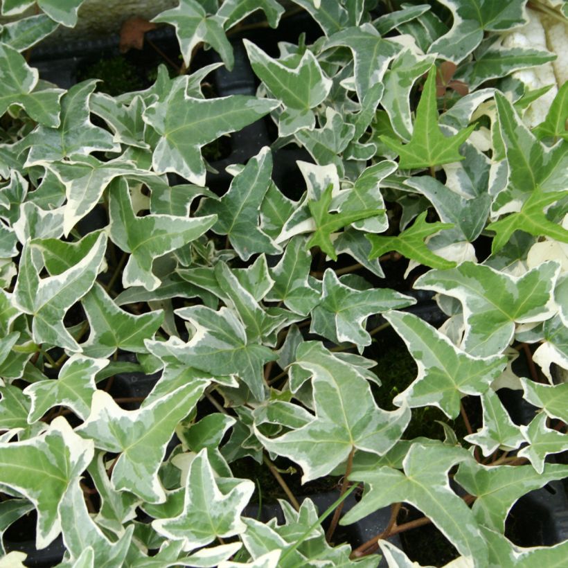 Hiedra Sagittifolia Variegata (Follaje)