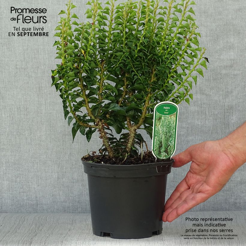 Ejemplar de Lierre commun arbustif - Hedera helix Erecta Pot de 2L/3L entregado en otoño