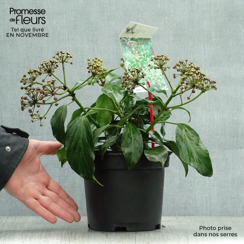 Ejemplar de Lierre de Colchide - Hedera colchica Arborescens (Fall Favorite) Pot de 2L/3L entregado en otoño