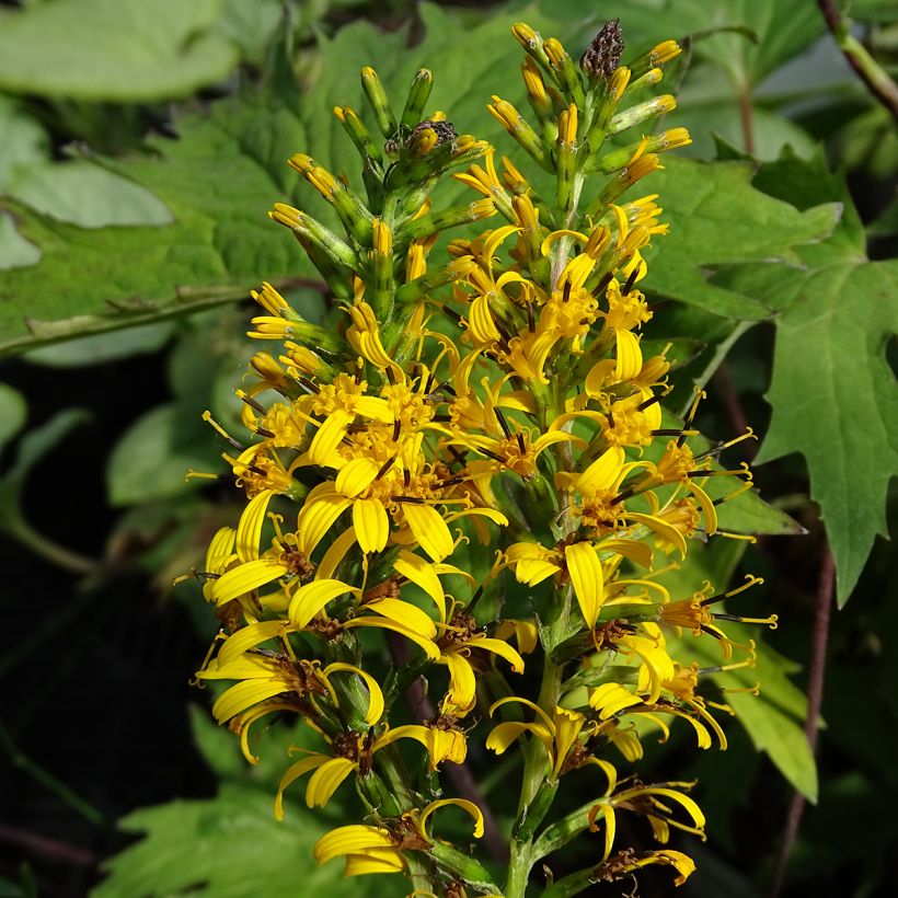 Ligularia przewalskii (Floración)