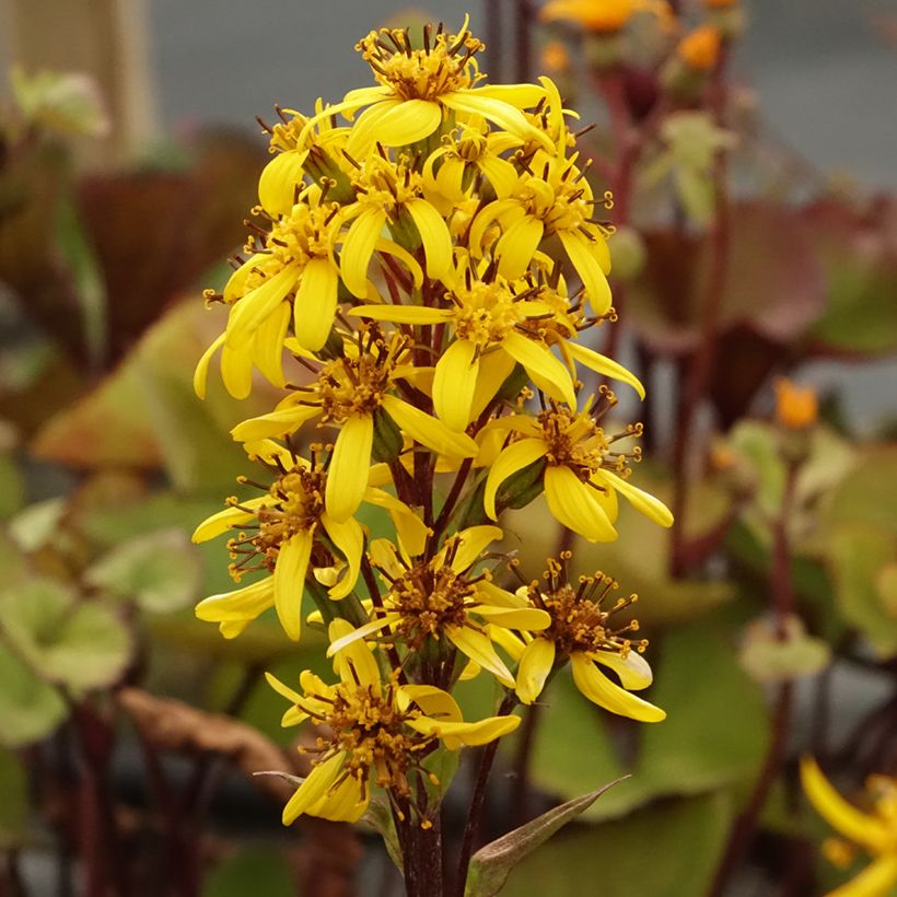 Ligularia hessei Lanternchern (Floración)