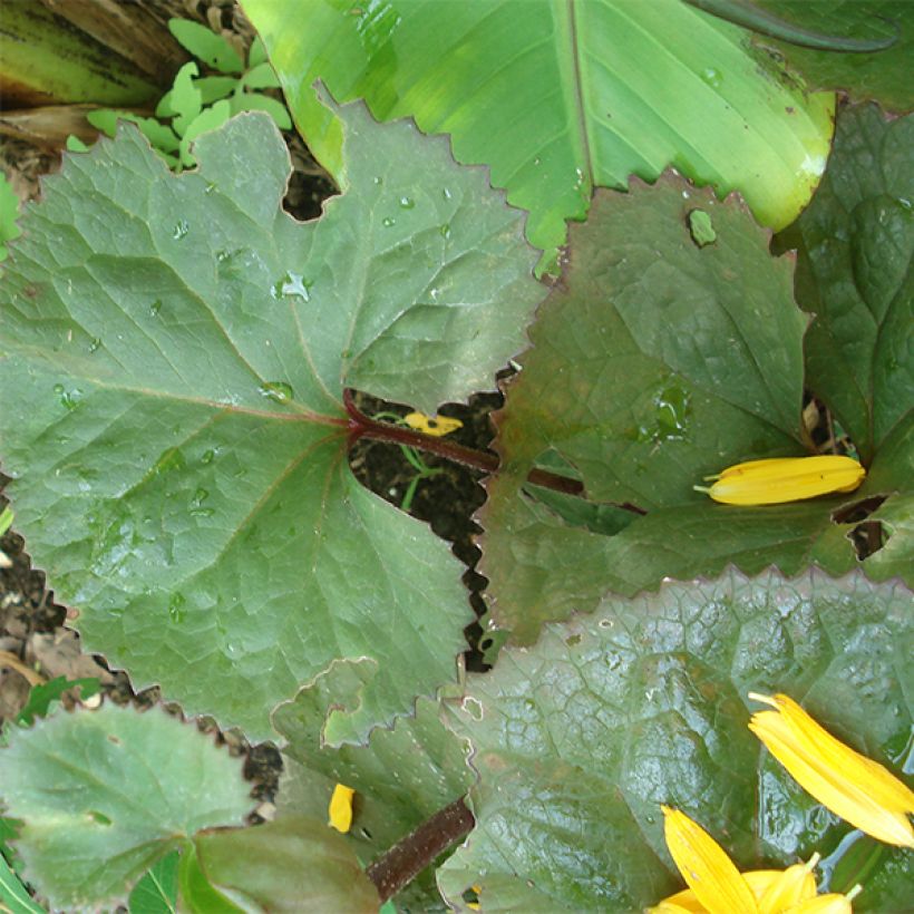 Ligularia Gregynog Gold (Follaje)