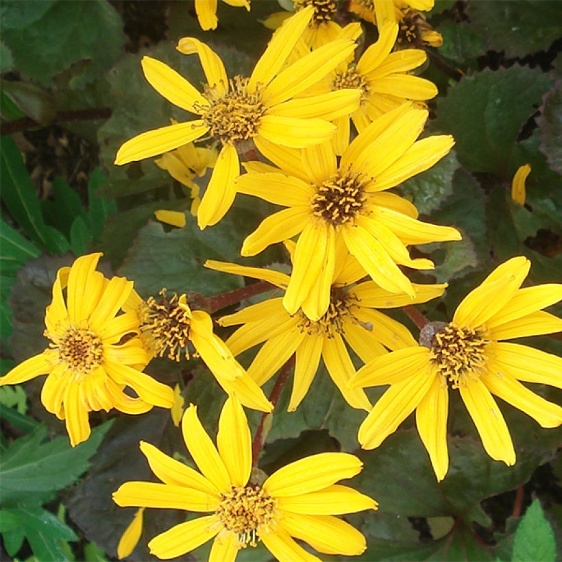 Ligularia Gregynog Gold (Floración)