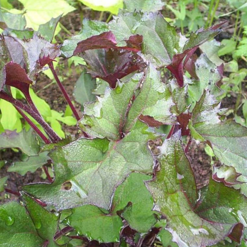 Ligularia Osiris Fantaisie (Follaje)