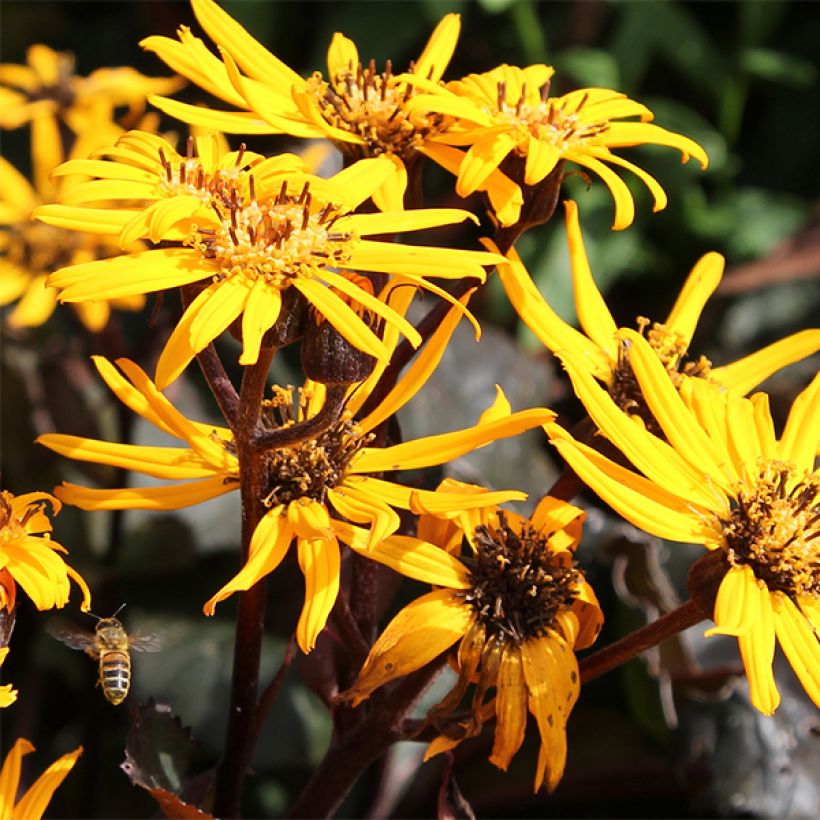 Ligularia dentata Britt-Marie Crawford (Floración)