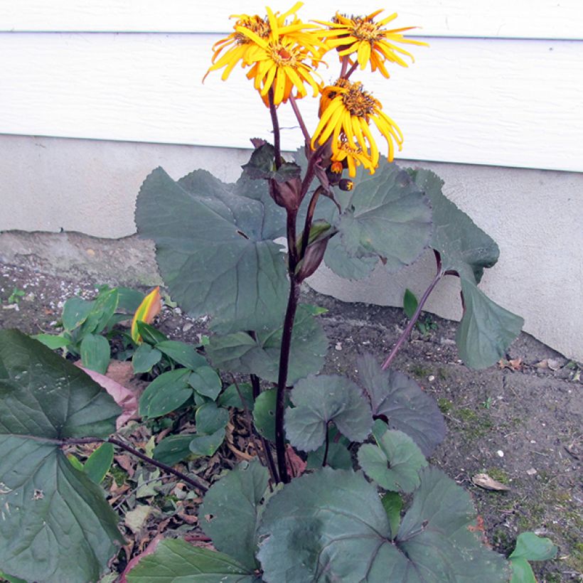 Ligularia dentata Britt-Marie Crawford (Porte)