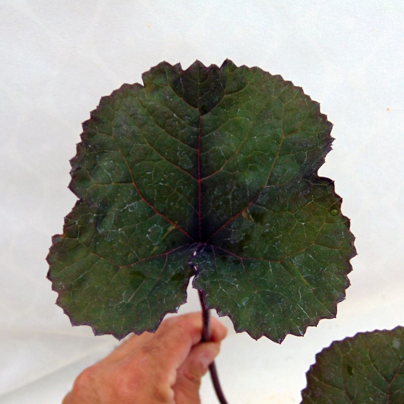 Ligularia dentata Britt-Marie Crawford (Follaje)