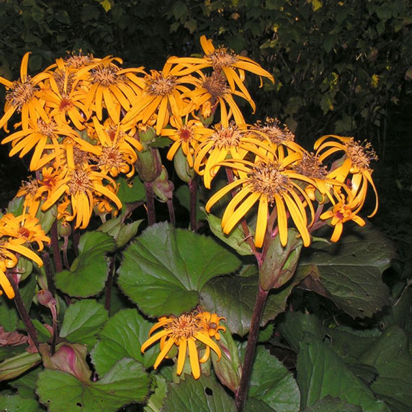 Ligularia dentata Desdemona (Floración)