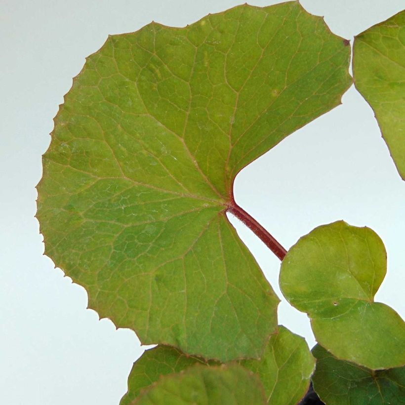 Ligularia dentata (Follaje)