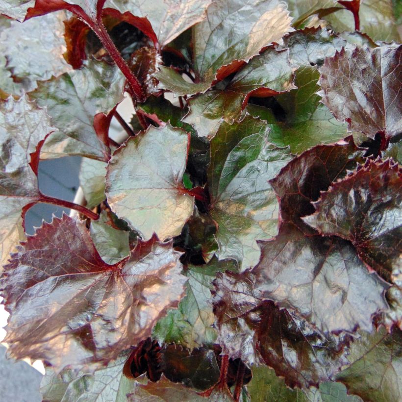 Ligularia dentata Pandora (Follaje)