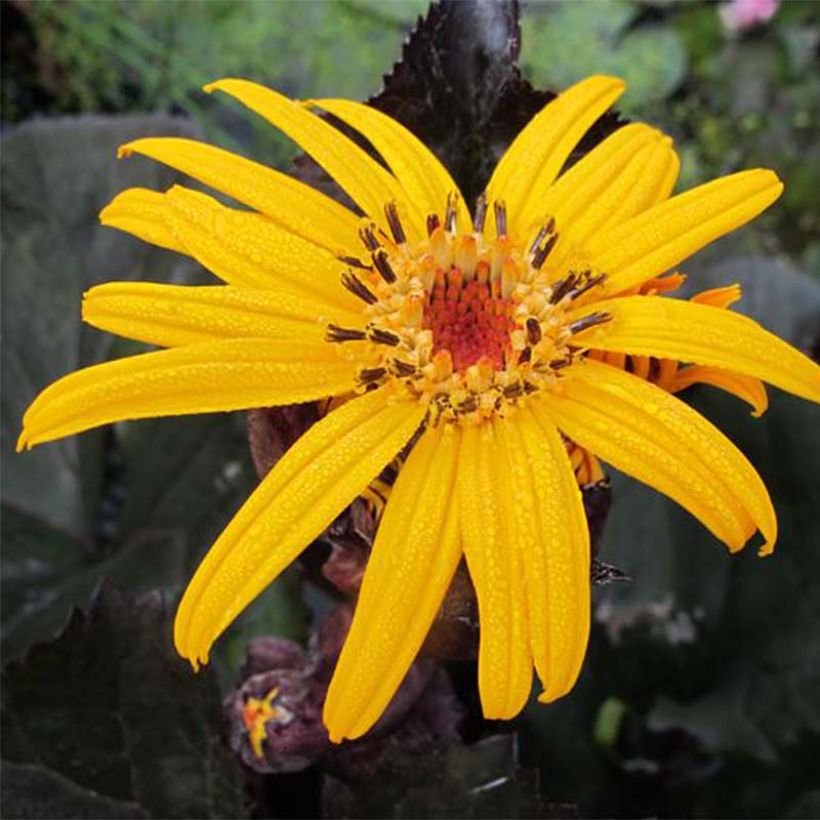 Ligularia dentata Pandora (Floración)