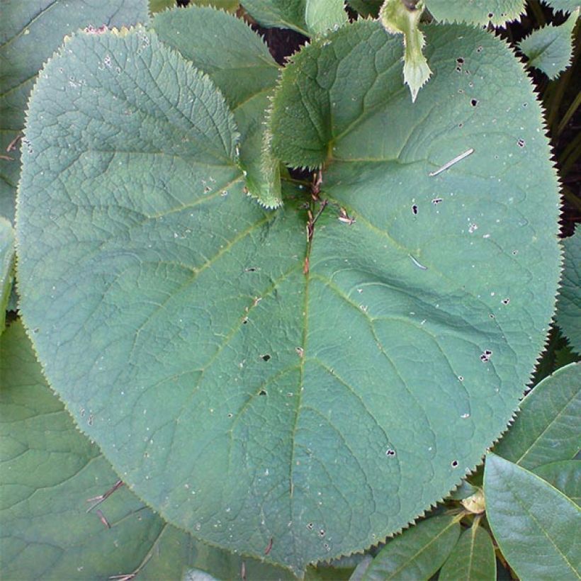 Ligularia fischeri (Follaje)