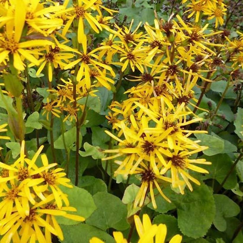 Ligularia hessei (Floración)