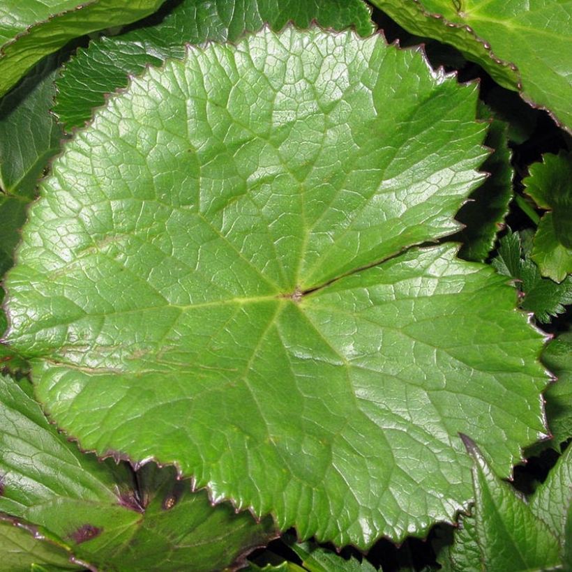 Ligularia hodgsonii (Follaje)